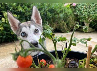 Bon - verspielter Junghund - Tierhilfe Franken e.V.