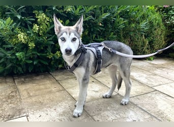 Bon - verspielter Junghund - Tierhilfe Franken e.V.