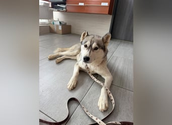 Layla, liebevolle,ruhige Siberian Husky Hündin geb. 06/2025