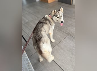 Layla, liebevolle,ruhige Siberian Husky Hündin geb. 06/2025