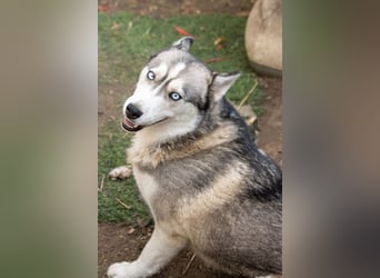Lordi, liebe, freundliche Siberian Husky Hündin geb. 08/2025