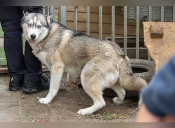 Lordi, liebe, freundliche Siberian Husky Hündin geb. 08/2025