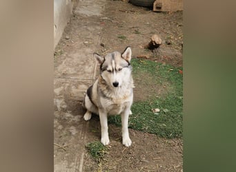 Lordi, liebe, freundliche Siberian Husky Hündin geb. 08/2025