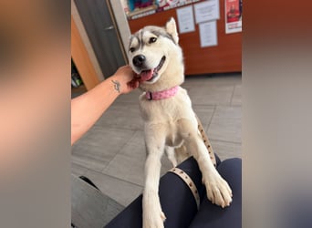 Layla, liebevolle,ruhige Siberian Husky Hündin geb. 06/2025