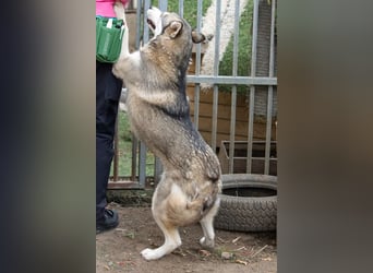 Lordi, liebe, freundliche Siberian Husky Hündin geb. 08/2025