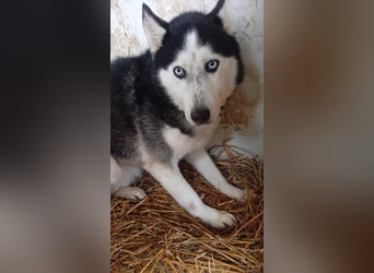Matra, bildhübsche Sibirian Husky Hündin geb. 2021