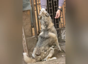 Lordi, liebe, freundliche Siberian Husky Hündin geb. 08/2025