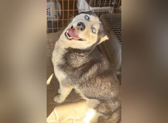 Maya freundliche offene Husky Hündin geb. 01.05.2024