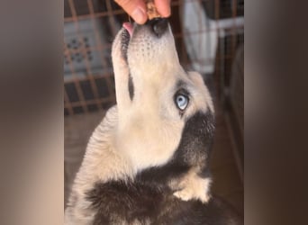 Maya freundliche offene Husky Hündin geb. 01.05.2024