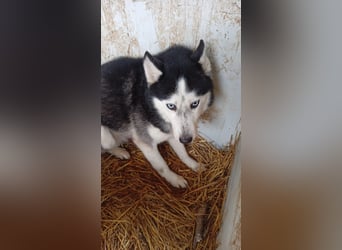 Matra, bildhübsche Sibirian Husky Hündin geb. 2021