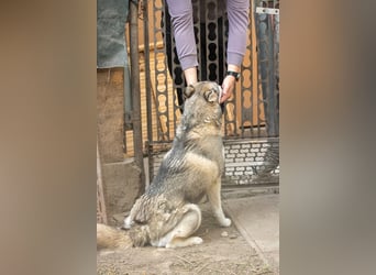 Lordi, liebe, freundliche Siberian Husky Hündin geb. 08/2025