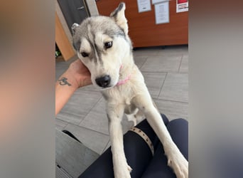 Layla, liebevolle,ruhige Siberian Husky Hündin geb. 06/2025