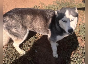 Maya freundliche offene Husky Hündin geb. 01.05.2024