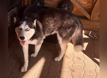 Maya freundliche offene Husky Hündin geb. 01.05.2024