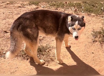 Maya freundliche offene Husky Hündin geb. 01.05.2024