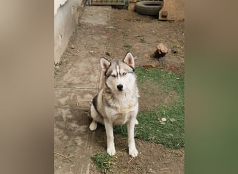 Lordi, liebe, freundliche Siberian Husky Hündin geb. 08/2025