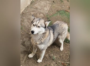 Lordi, liebe, freundliche Siberian Husky Hündin geb. 08/2025