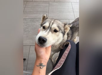 Layla, liebevolle,ruhige Siberian Husky Hündin geb. 06/2025