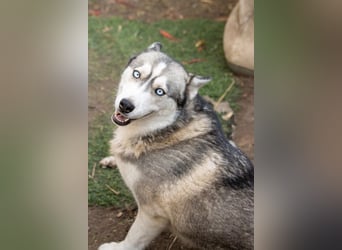Lordi, liebe, freundliche Siberian Husky Hündin geb. 08/2025
