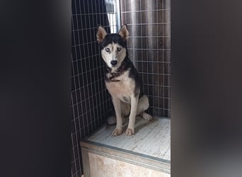 Lauren/Luna, schüchternes Siberian Husky Mädchen geb. 04/2022