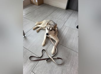 Layla, liebevolle,ruhige Siberian Husky Hündin geb. 06/2025