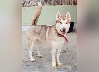 Shiva - sanfte Huskyseele mit blauen Augen sucht ihr Herzenszuhause