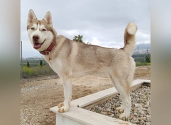 Shiva - sanfte Huskyseele mit blauen Augen sucht ihr Herzenszuhause