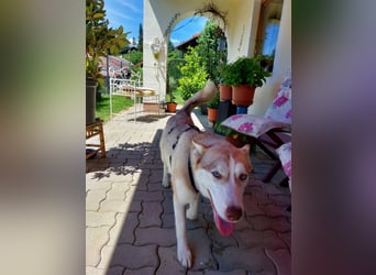 Shiva - sanfte Huskyseele mit blauen Augen sucht ihr Herzenszuhause