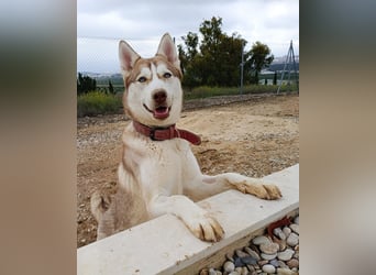 Shiva - sanfte Huskyseele mit blauen Augen sucht ihr Herzenszuhause