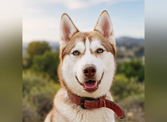 Shiva - sanfte Huskyseele mit blauen Augen sucht ihr Herzenszuhause