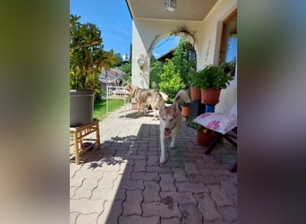 Shiva - sanfte Huskyseele mit blauen Augen sucht ihr Herzenszuhause