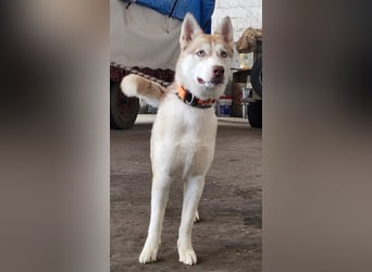 Shiva - sanfte Huskyseele mit blauen Augen sucht ihr Herzenszuhause