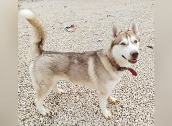 Shiva - sanfte Huskyseele mit blauen Augen sucht ihr Herzenszuhause