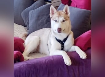 Shiva - sanfte Huskyseele mit blauen Augen sucht ihr Herzenszuhause