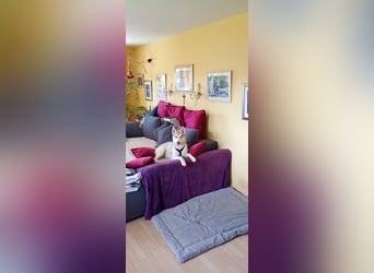 Shiva - sanfte Huskyseele mit blauen Augen sucht ihr Herzenszuhause