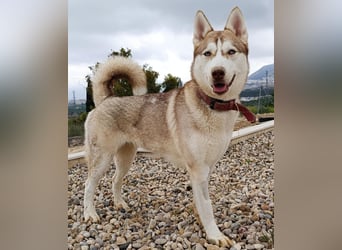 Shiva - sanfte Huskyseele mit blauen Augen sucht ihr Herzenszuhause