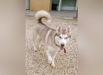 Shiva - sanfte Huskyseele mit blauen Augen sucht ihr Herzenszuhause