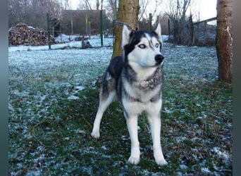 Florentin von kettenlos