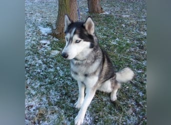 Florentin von kettenlos