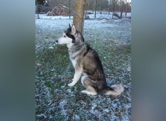 Florentin von kettenlos