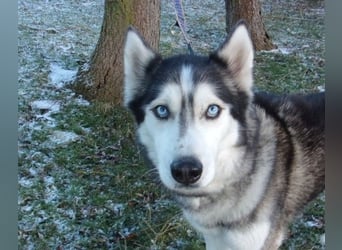 Florentin von kettenlos