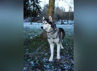 Florentin von kettenlos