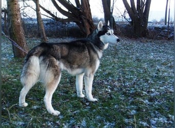 Florentin von kettenlos