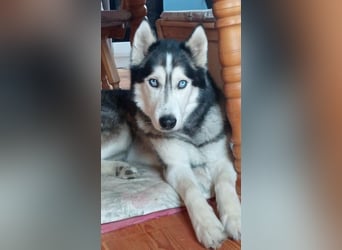 Florentin von kettenlos