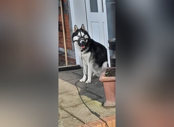 Milo - Tragisches Schicksal eines Husky