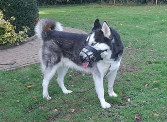 Milo - Tragisches Schicksal eines Husky