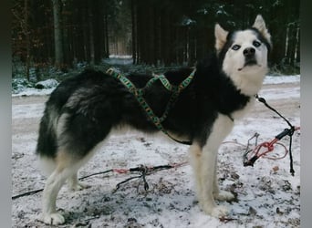 Felix 2, Siberian Husky