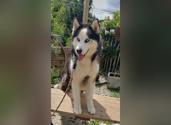 Felix 2, Siberian Husky