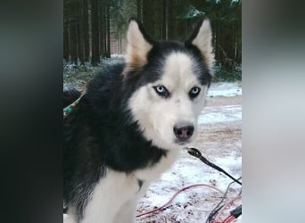 Felix 2, Siberian Husky