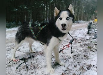 Felix 2, Siberian Husky